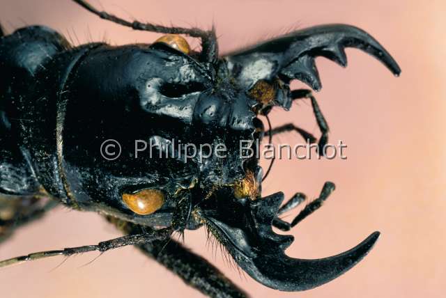 Mantichora tuberculata.JPG - in "Portraits d'insectes" ed. SeuilMantichora tuberculataManticoreMan tigerColeopteraCicindelidaeMozambique